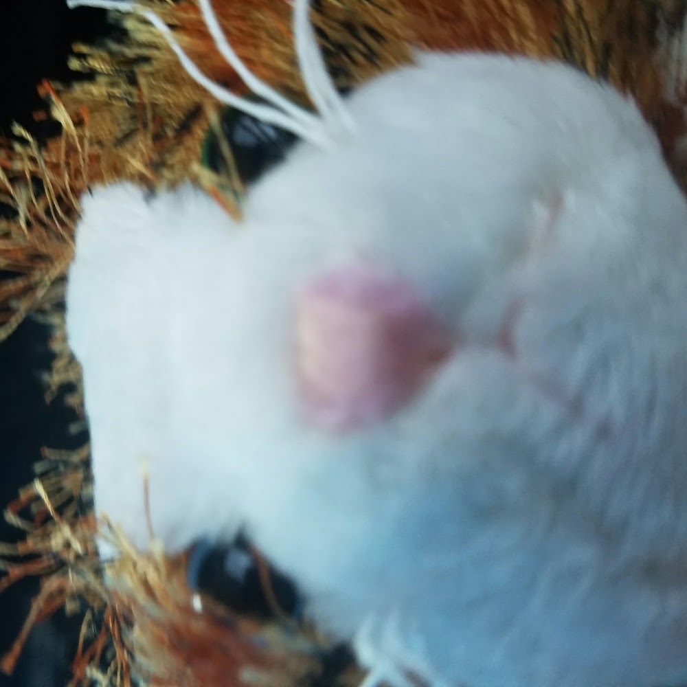 Meet your Posher, Rachael